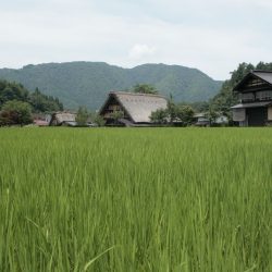 Giappone_Shirakawa-go